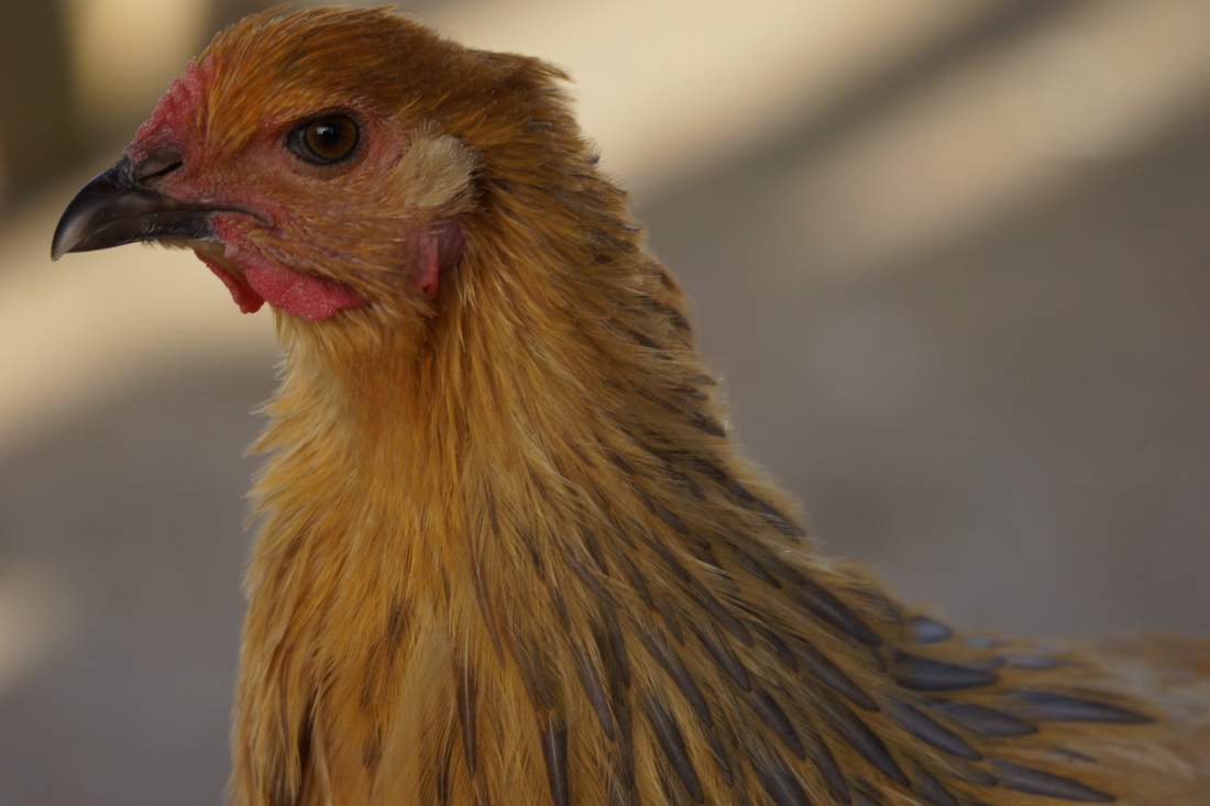 “中铝造”助力嫦娥四号着陆月背|十大足球赌注软件排行榜