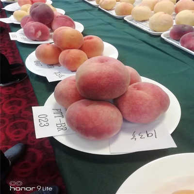 中国高铁”再扩容 三条新高铁今日起航|足球赌注软件(图1) 足球赌注软件